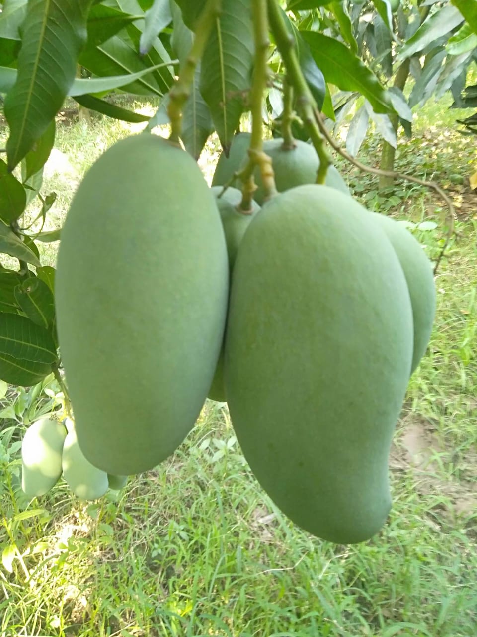 Non Bagging Amrapali Mango — Organic, Rajshahi-grown | NBAFL | North ...